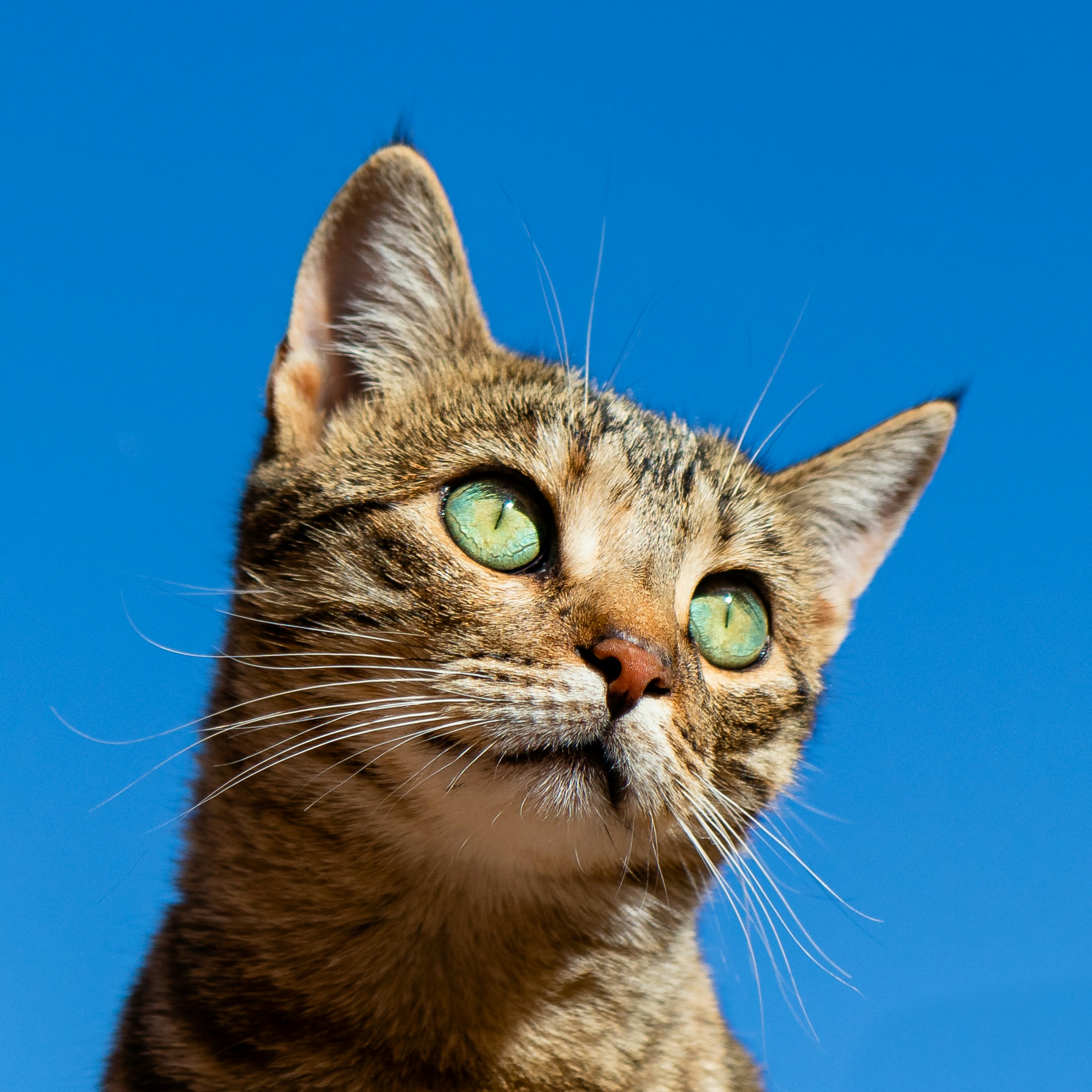 Happy Cat